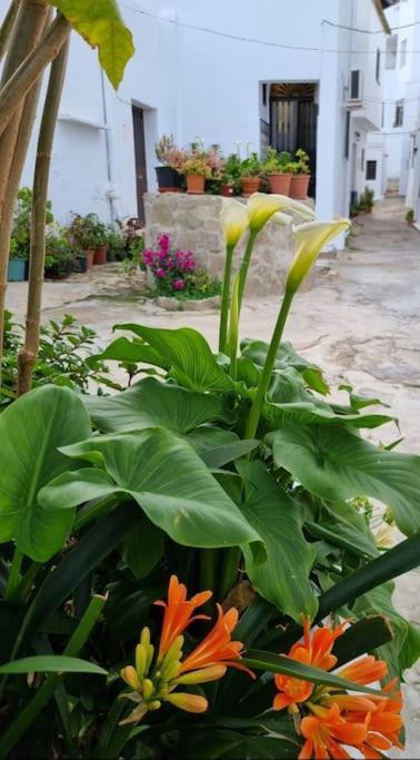 ベヘール・デ・ラ・フロンテーラ Casa Francisca En El Casco Antiguoヴィラ エクステリア 写真